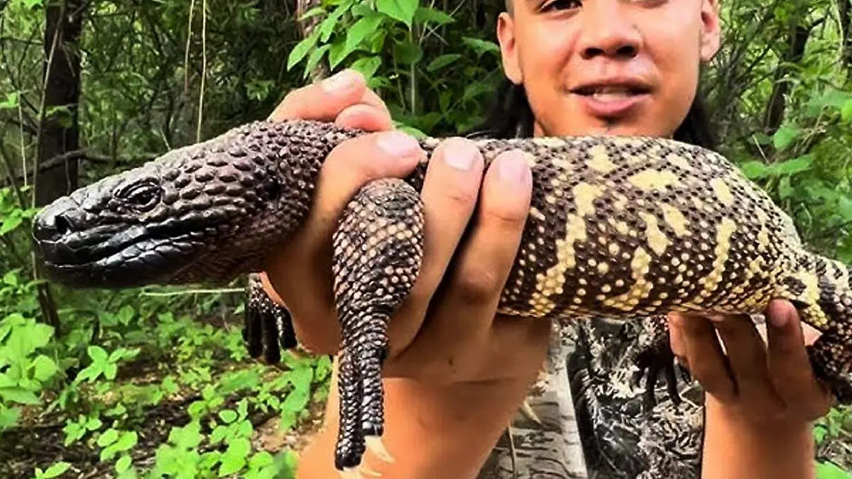 Heloderma charlesbogerti, conocido como Niño Dormido.webp